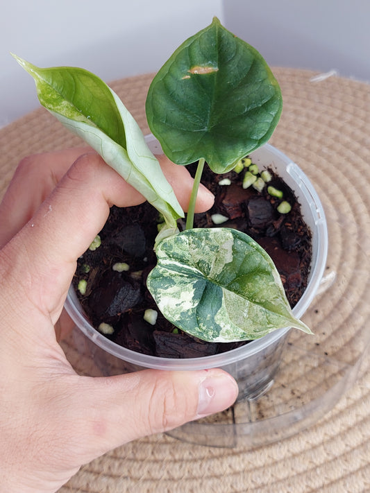 Alocasia Dragon Scale Albo 1