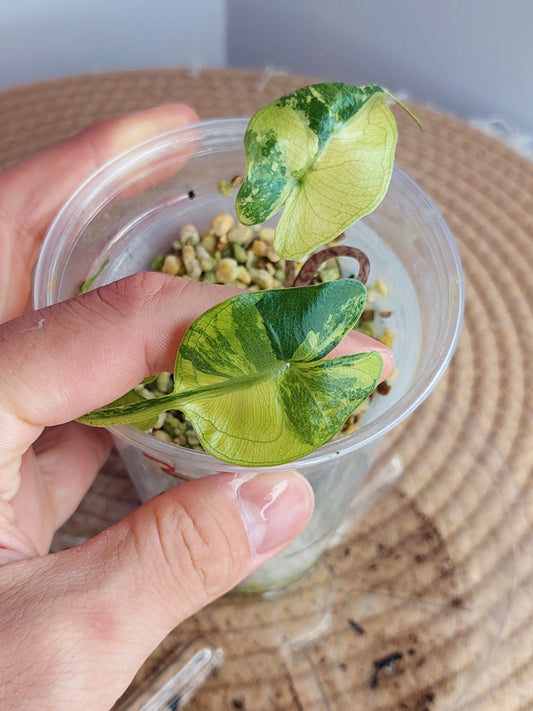 Alocasia Stingray Variegated 2