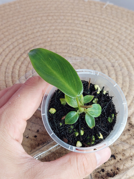 Philodendron Spiritus Sancti 1
