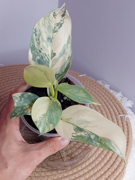 Philodendron Silver Sword Variegated 3