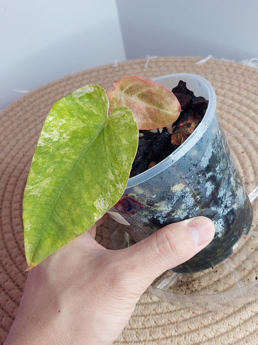 Anthurium Forgetii x Variegated 1