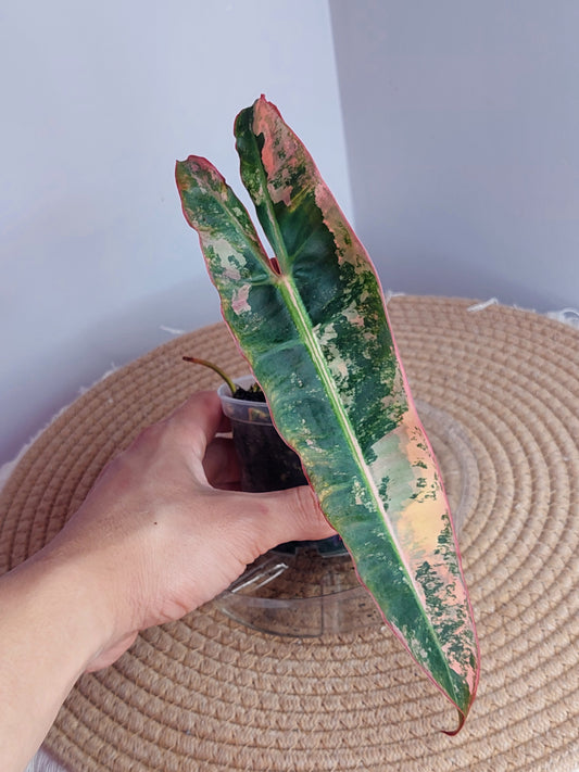 Philodendron Billietiae Variegated 1