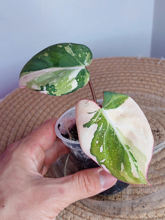 Philodendron Gloriosum Variegated 1