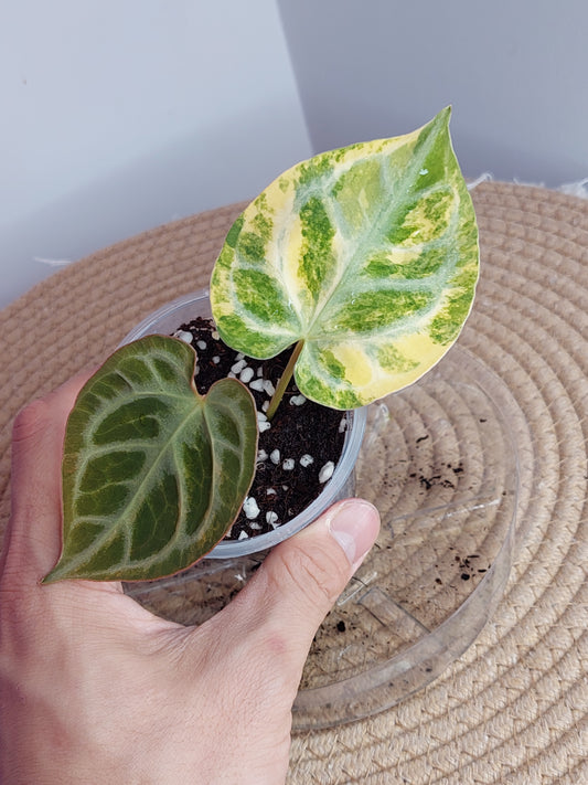 Anthurium Crystallinum Variegated 1