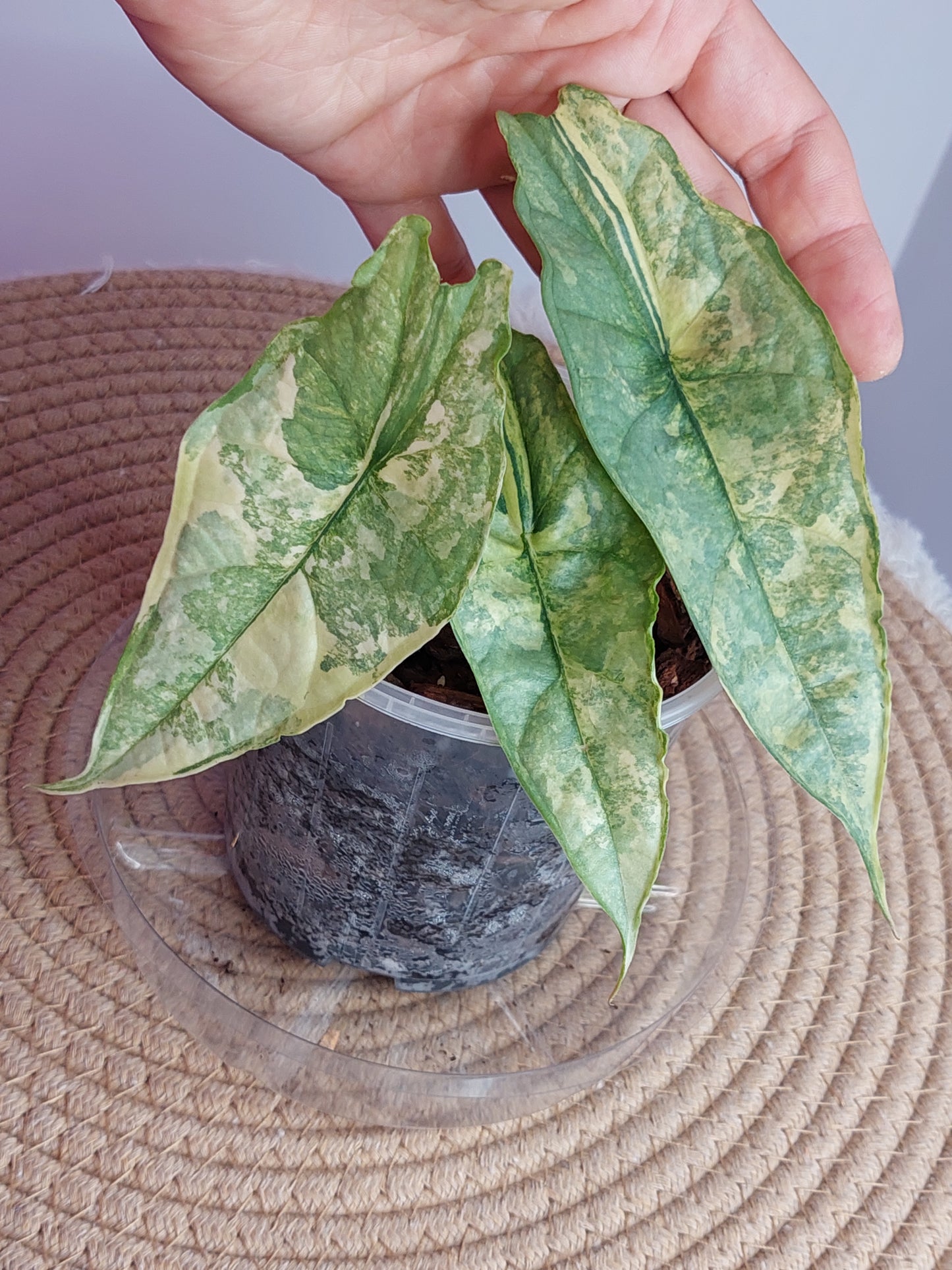 Alocasia Dragon Breath Variegated - 1