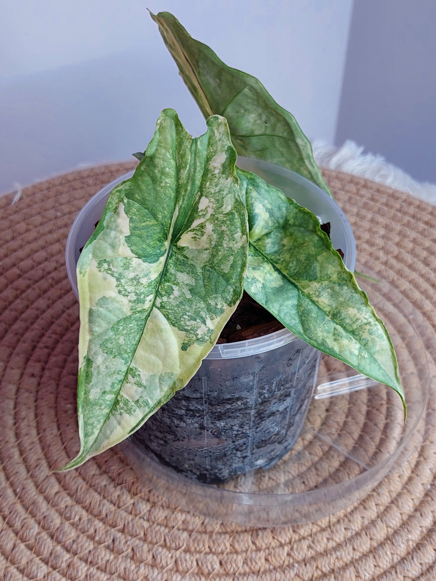 Alocasia Dragon Breath Variegated - 1