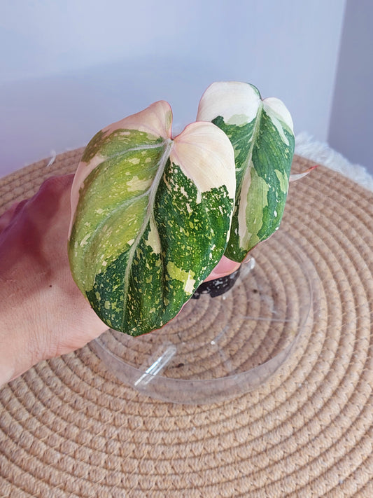 Philodendron Gloriosum Variegated - 1