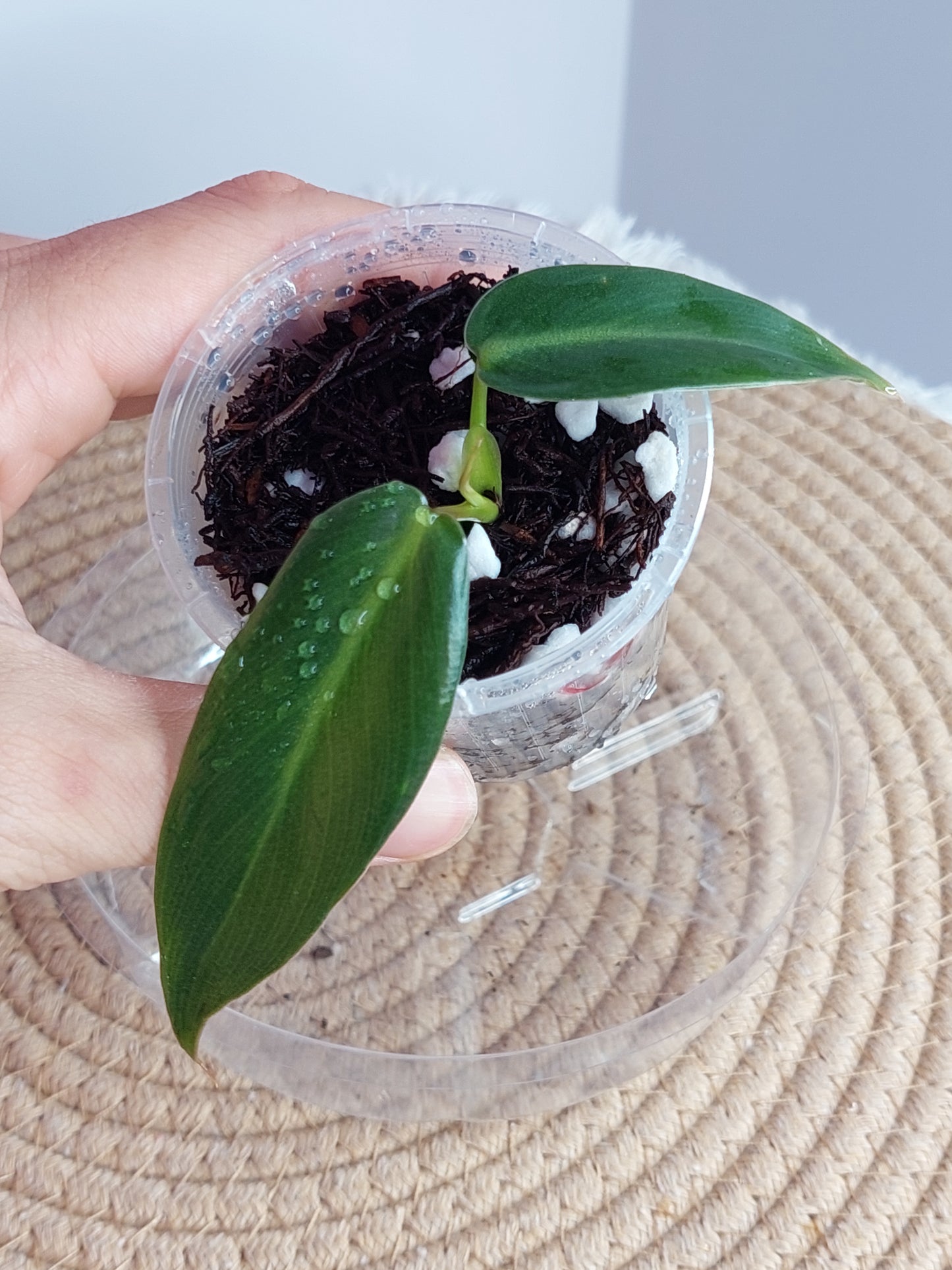 Philodendron Spiritus Sancti - 2