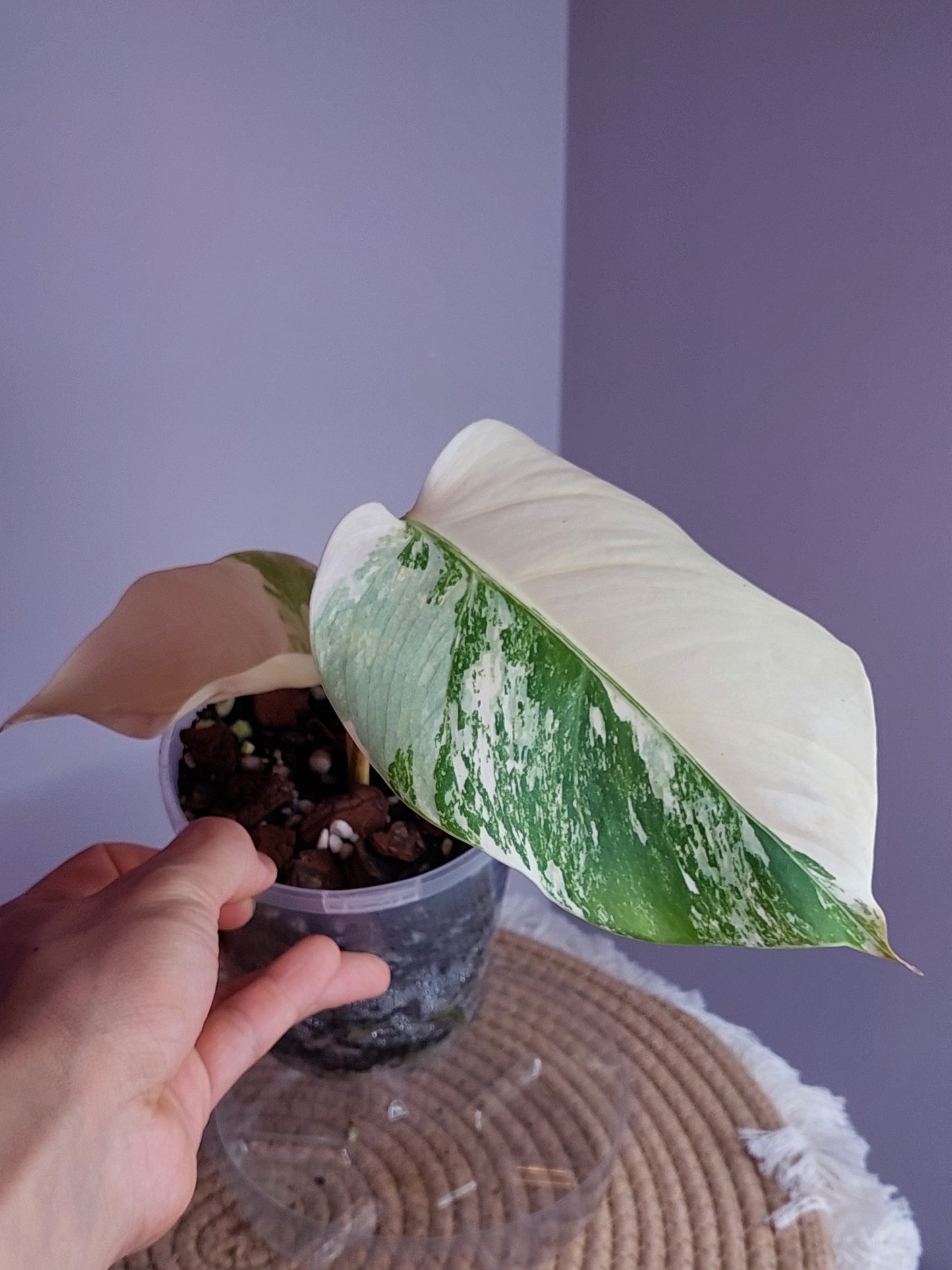 Monstera Borsigiana Albo Variegated - 1