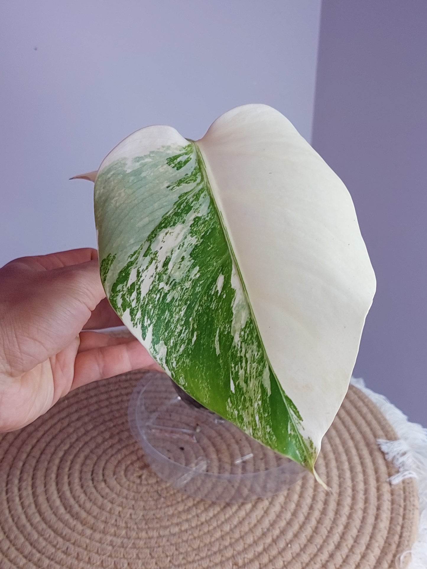 Monstera Borsigiana Albo Variegated - 1