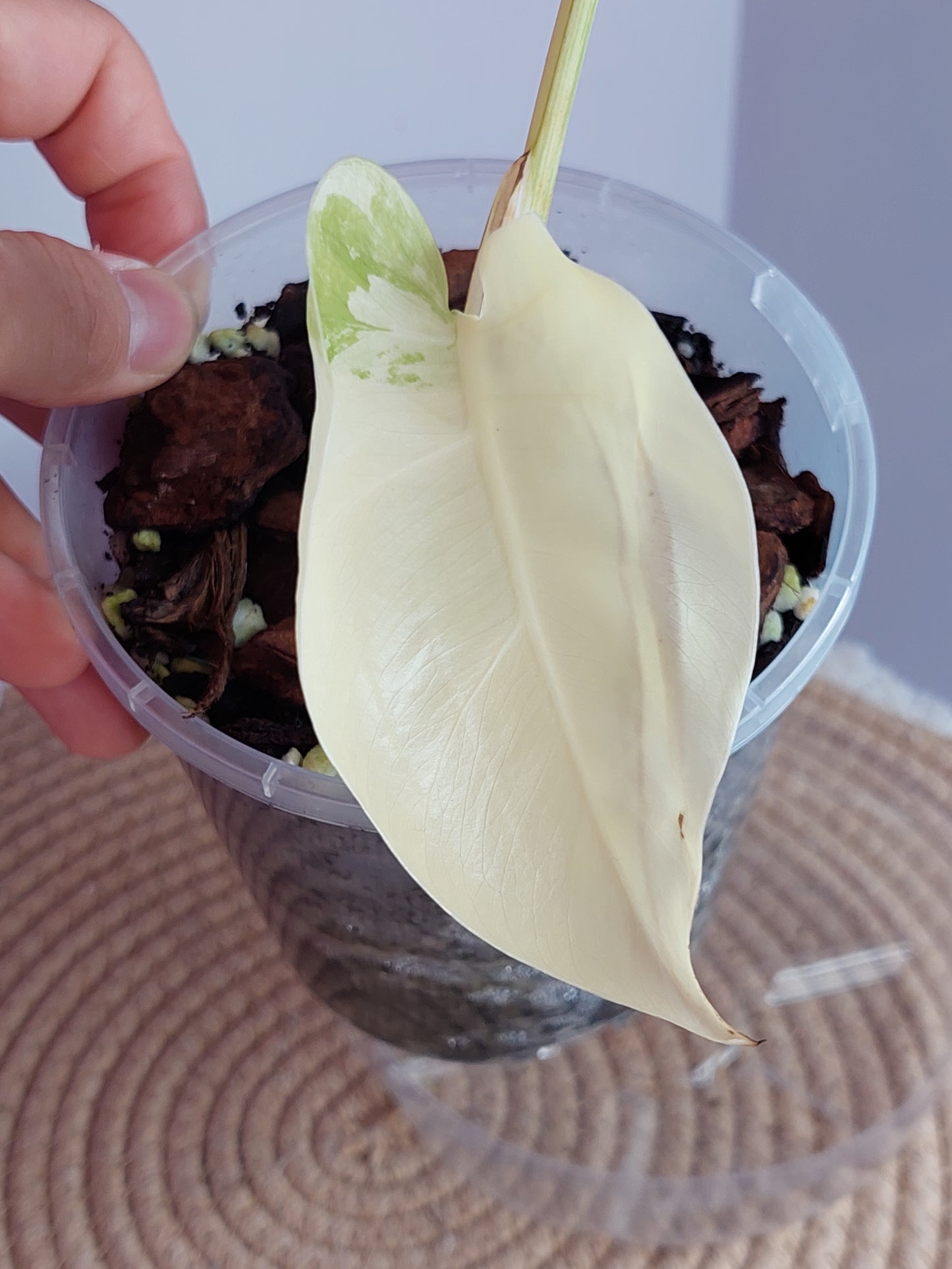 Monstera Borsigiana Albo Variegated - 1