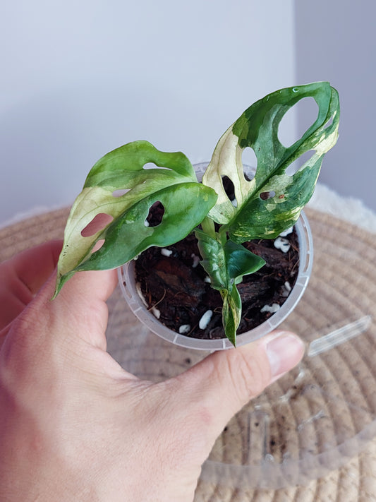 Monstera Monkey Mask(Adansonii) Variegated - 2