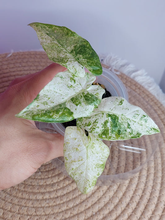 Alocasia Odora Batik Variegated - 1