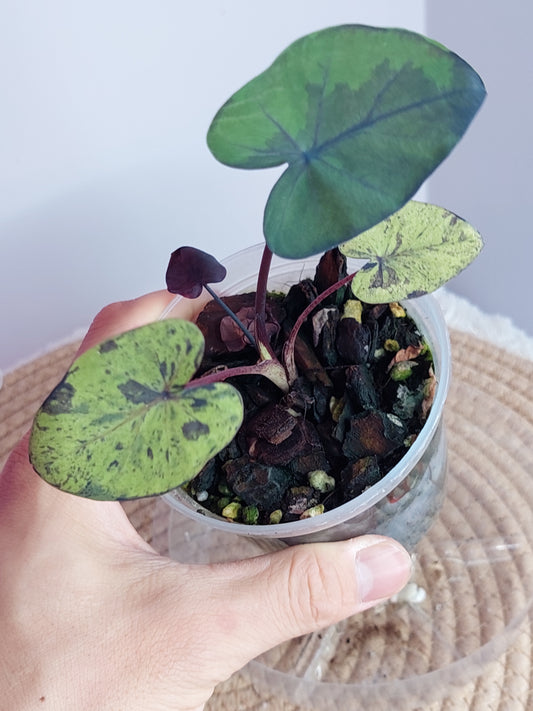 Colocasia Mojito - 1