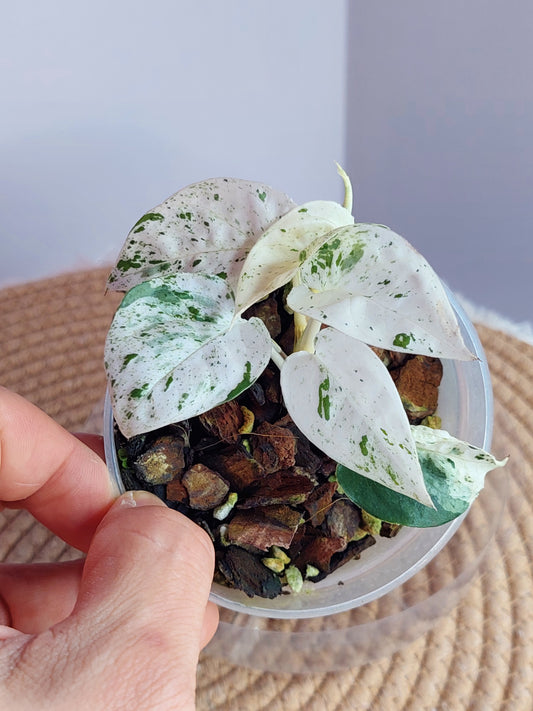 Epipremnum Pinnatum Marble - 1