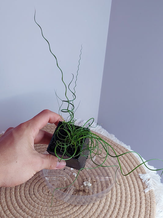 Juncos Spiralis - 1