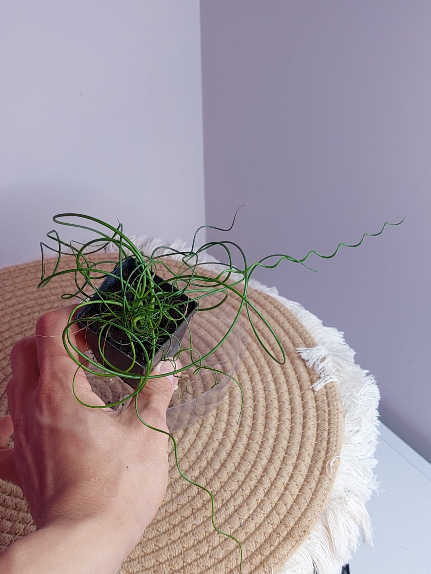 Juncos Spiralis - 2