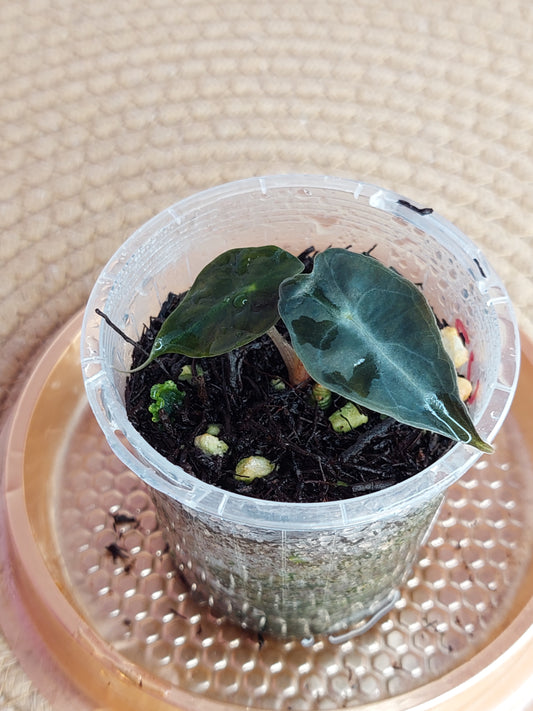 Alocasia Venom #B