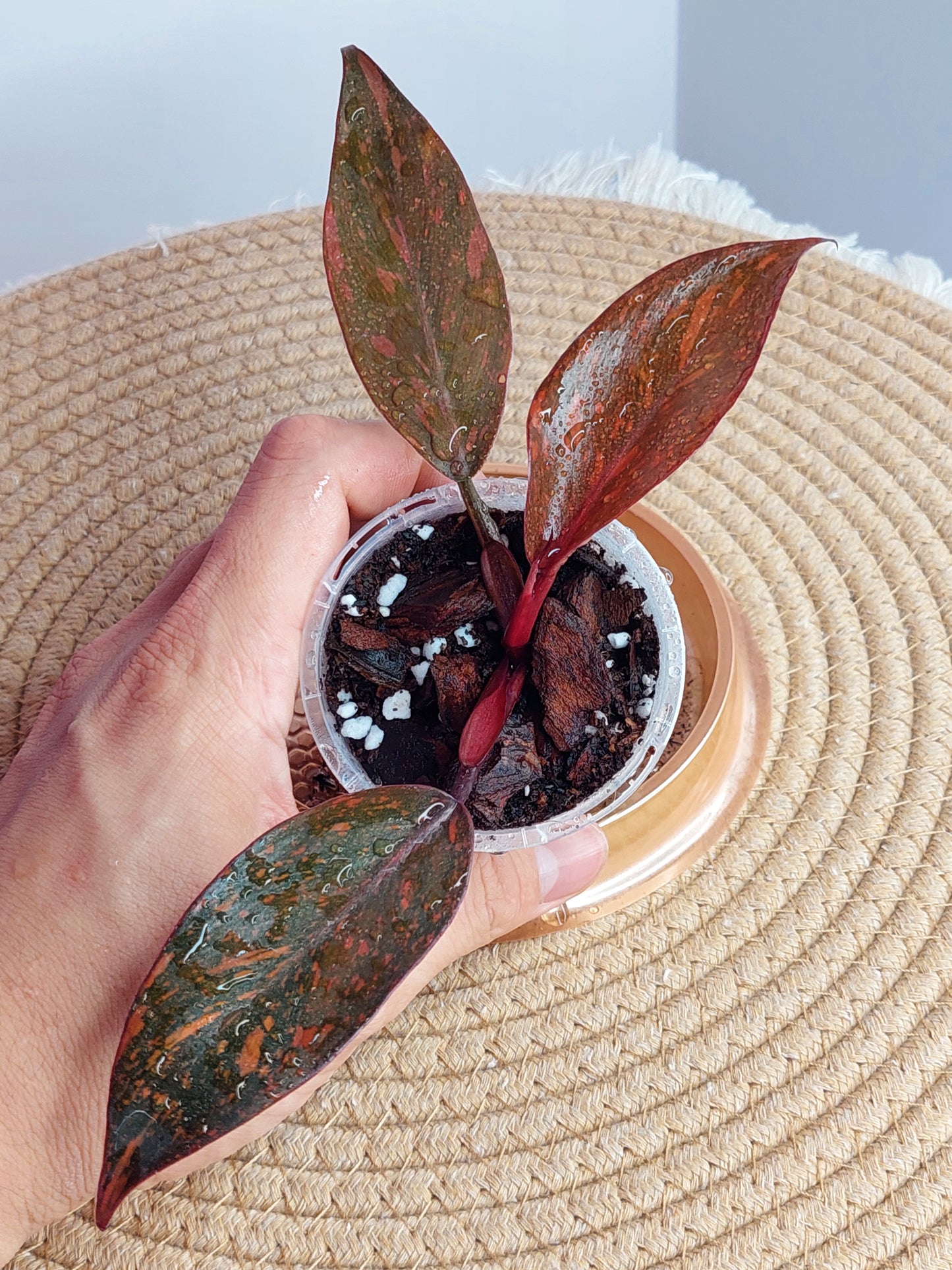 Philodendron Orange Princess Variegated #A