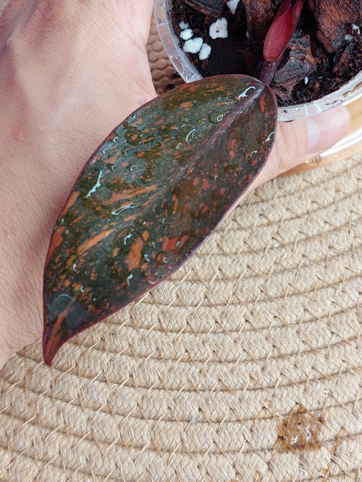 Philodendron Orange Princess Variegated #A