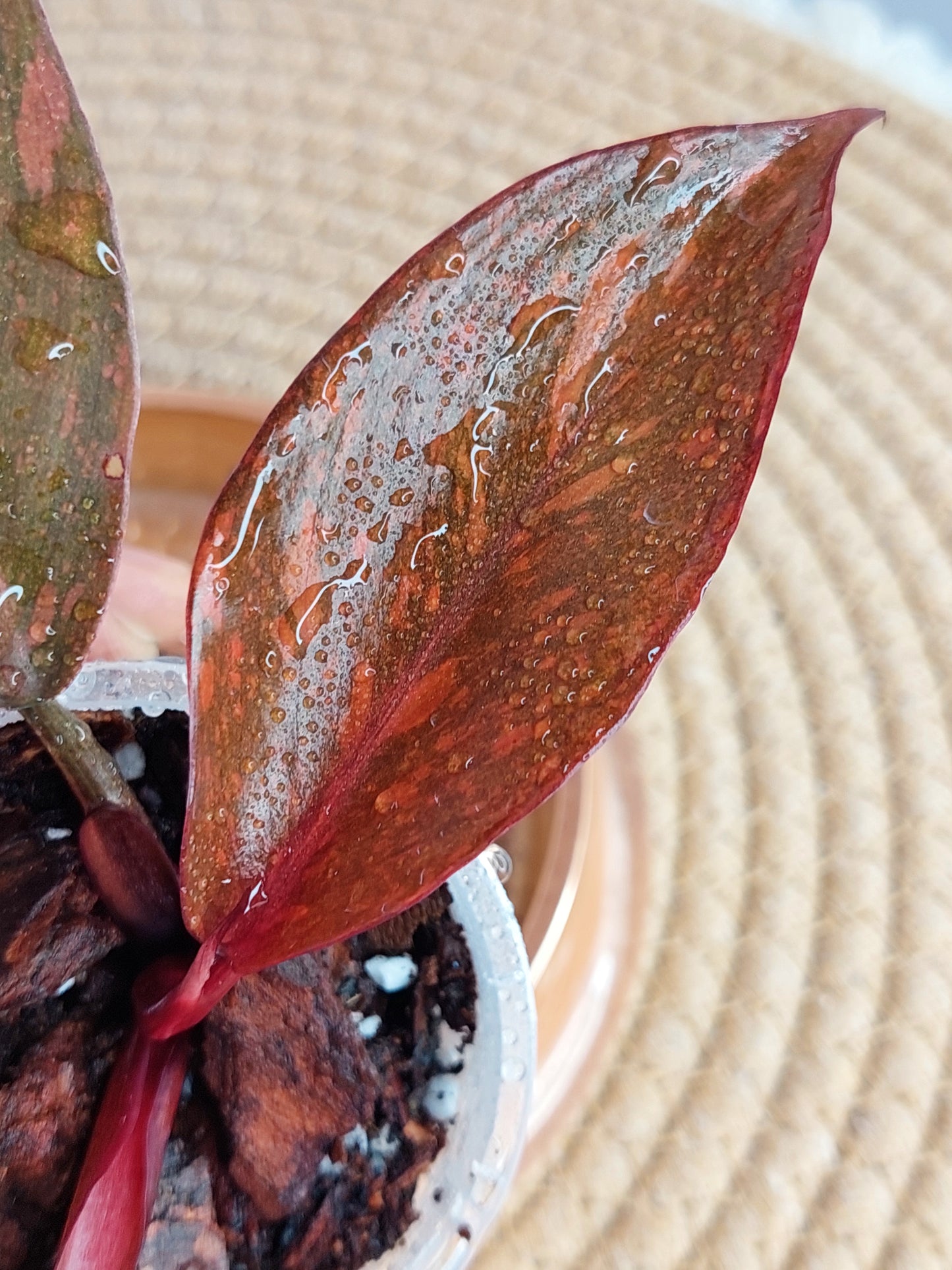 Philodendron Orange Princess Variegated #A