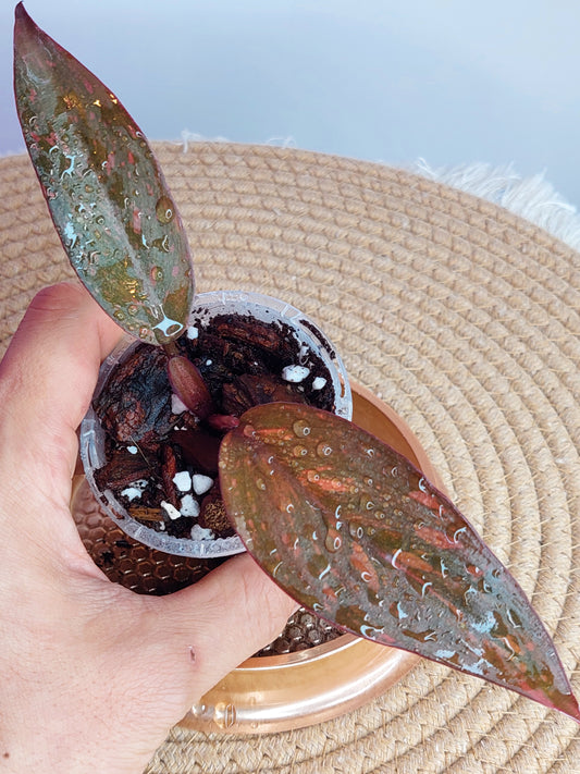 Philodendron Orange Princess Variegated #B
