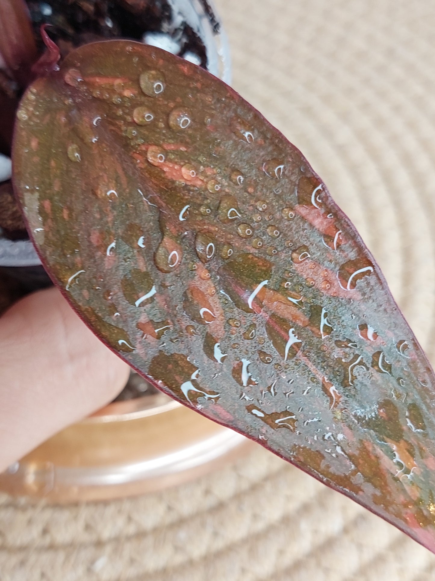 Philodendron Orange Princess Variegated #B