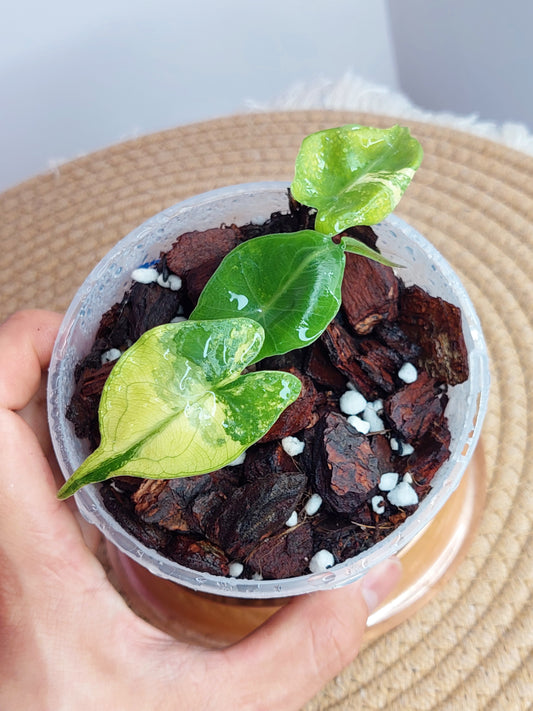 Alocasia Stingray Variegated #B