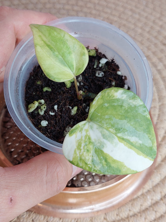 Anthurium Pterodactyl Variegated #A
