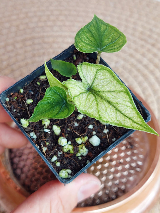 Alocasia Jacklyn Mint #B