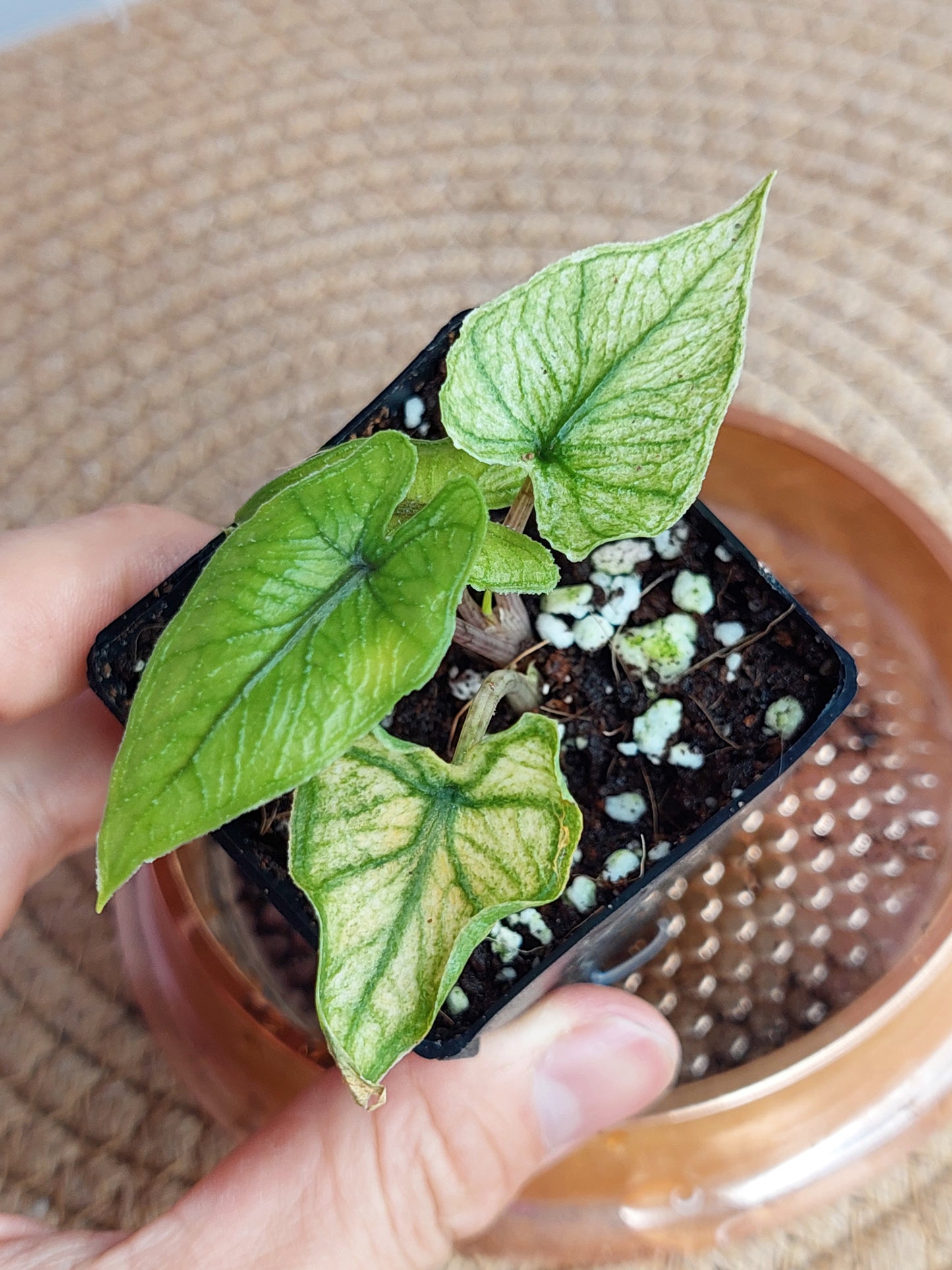 Alocasia Jacklyn Mint #C