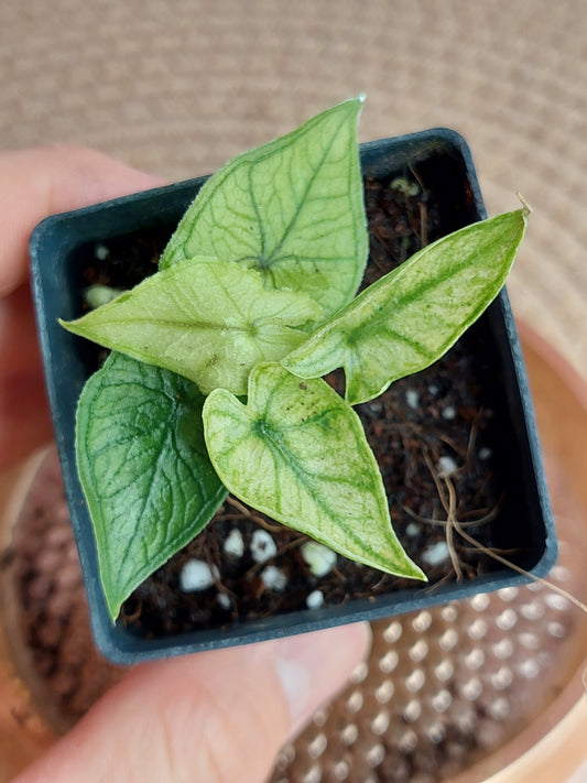 Alocasia Jacklyn Mint #D