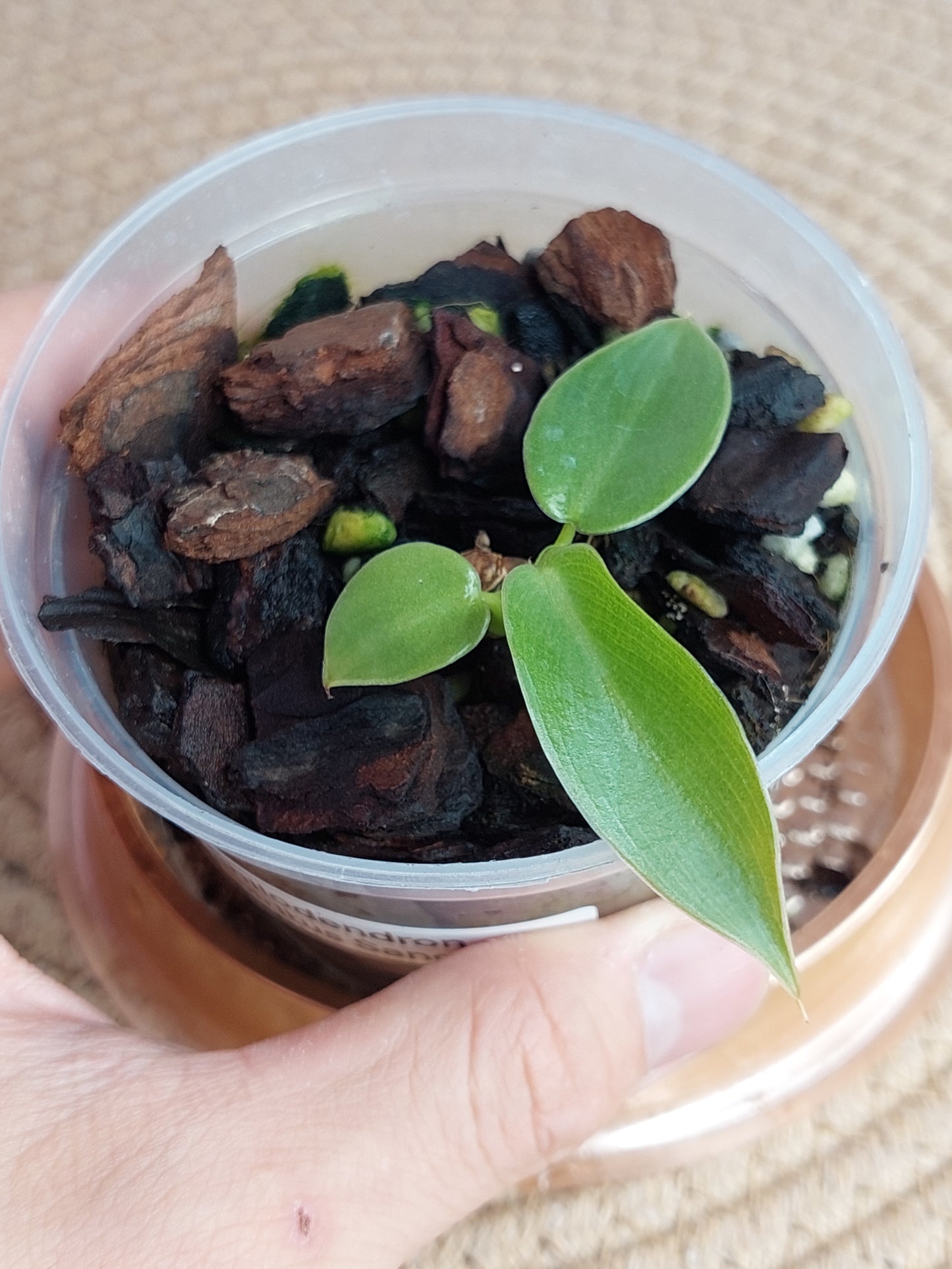 Philodendron Spiritus Sancti #A