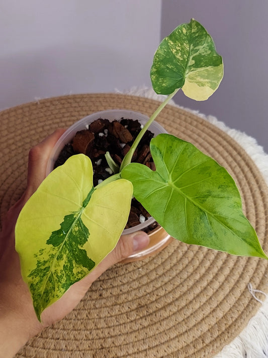 Alocasia Gageana Aurea Variegated #A