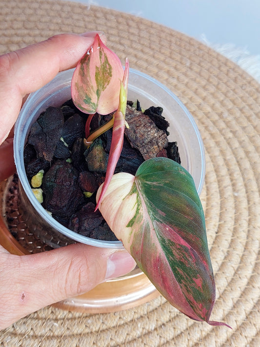 Philodendron Mican Variegated #A