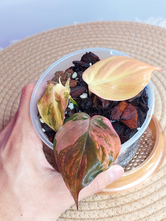 Philodendron Mican Variegated #C
