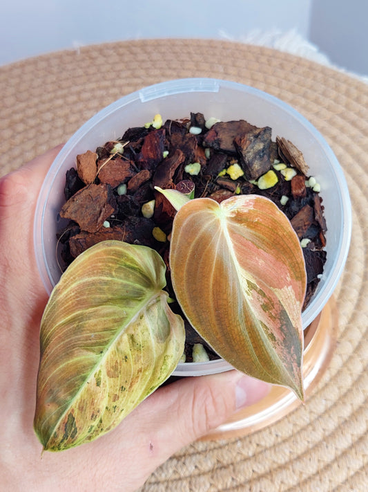 Philodendron Melanochrysum Variegated #A