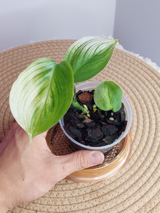 Scindapsus White Monster #A