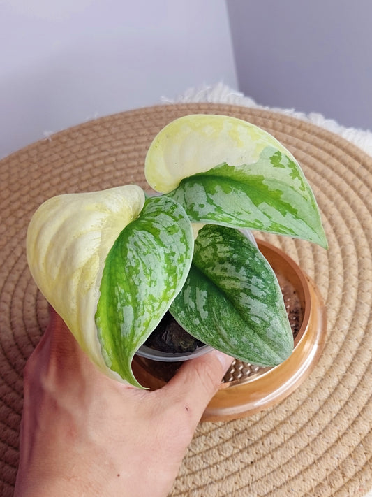 Scindapsus Exotica Variegated #A