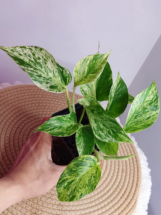 Epipremnum Marble Queen #A