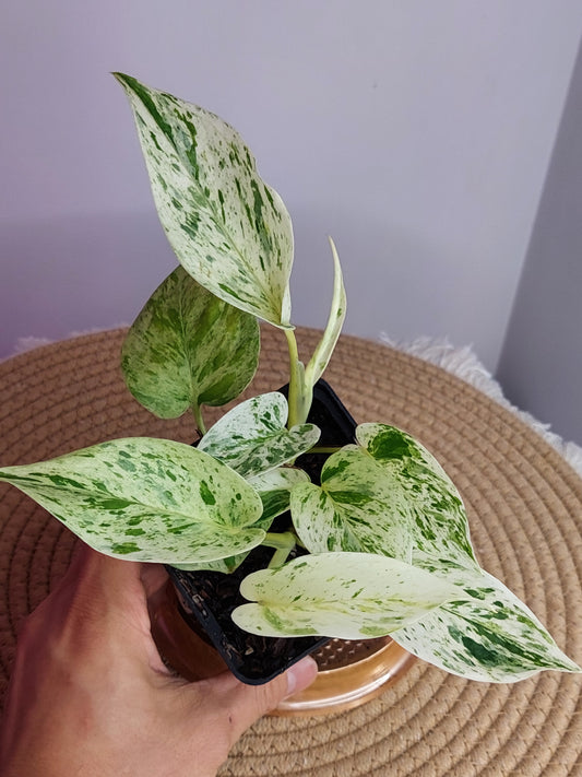 Epipremnum Marble Queen #B