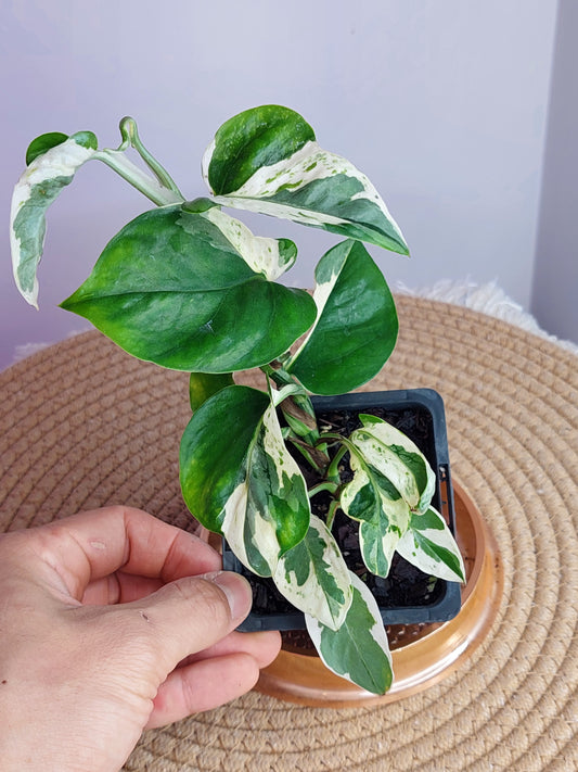 Epipremnum Glacier #A
