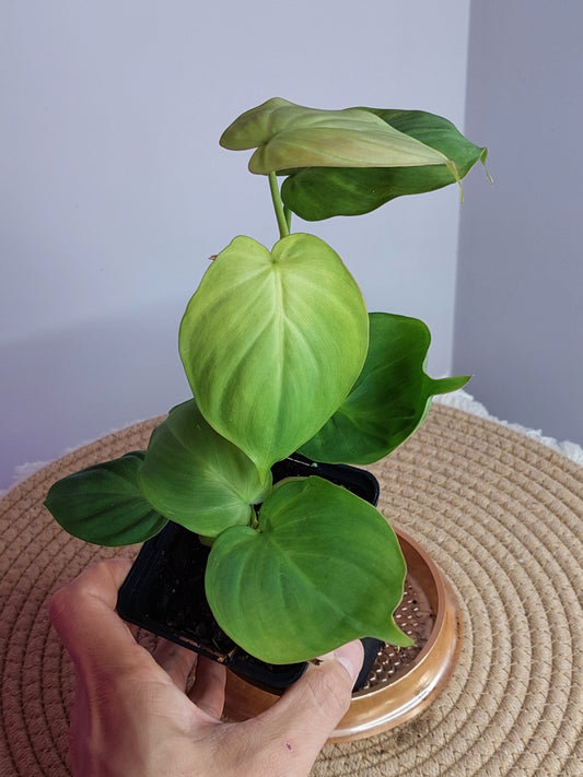 Philodendron Camposportoanum #A