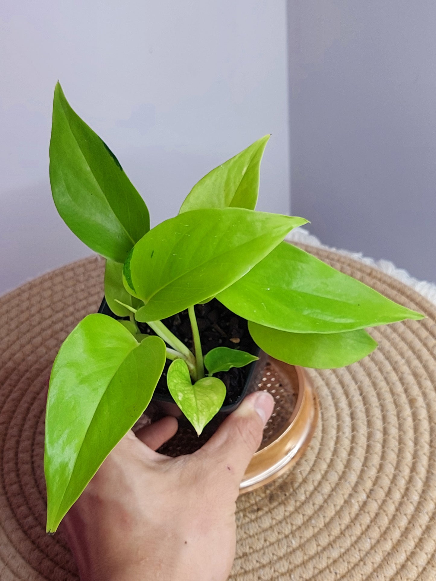 Epipremnum Neon #A