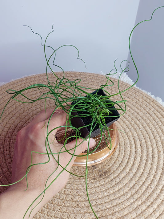 Juncos Spiralis #A