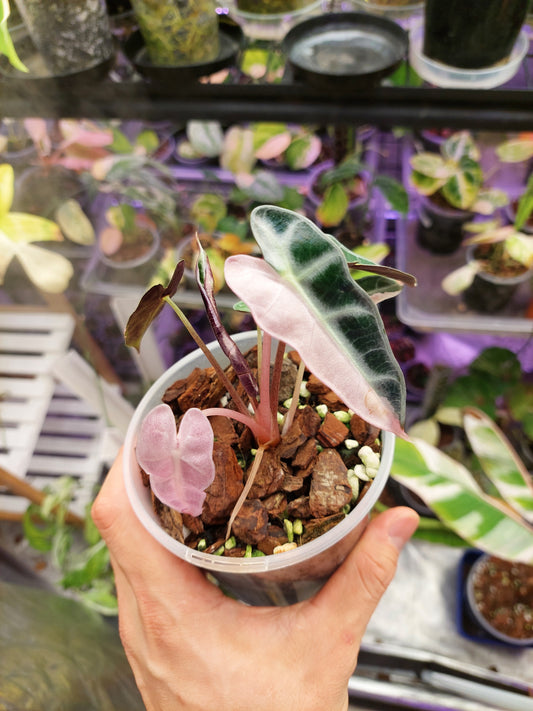 Alocasia Bambino Variegated #A