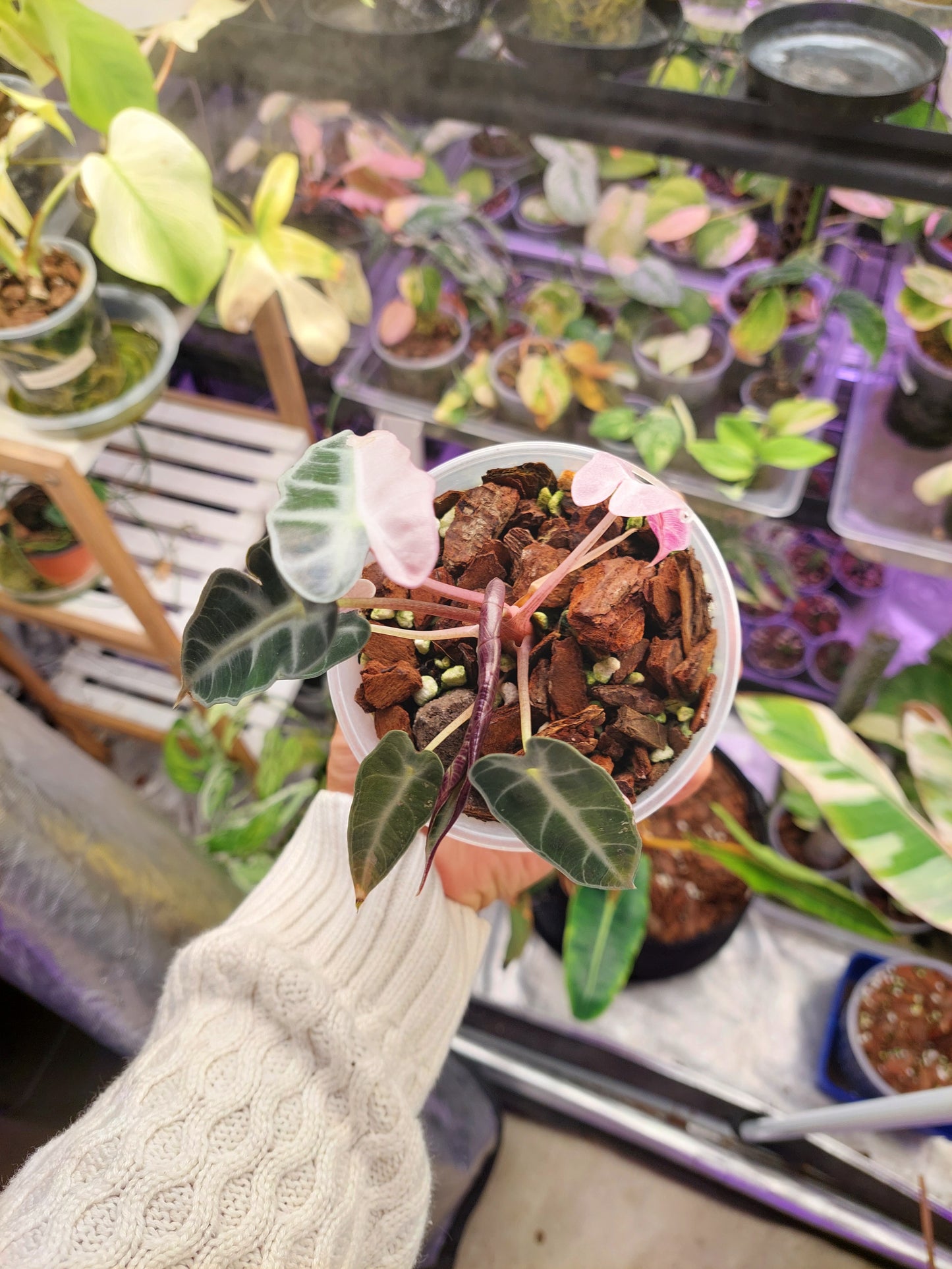 Alocasia Bambino Variegated #A