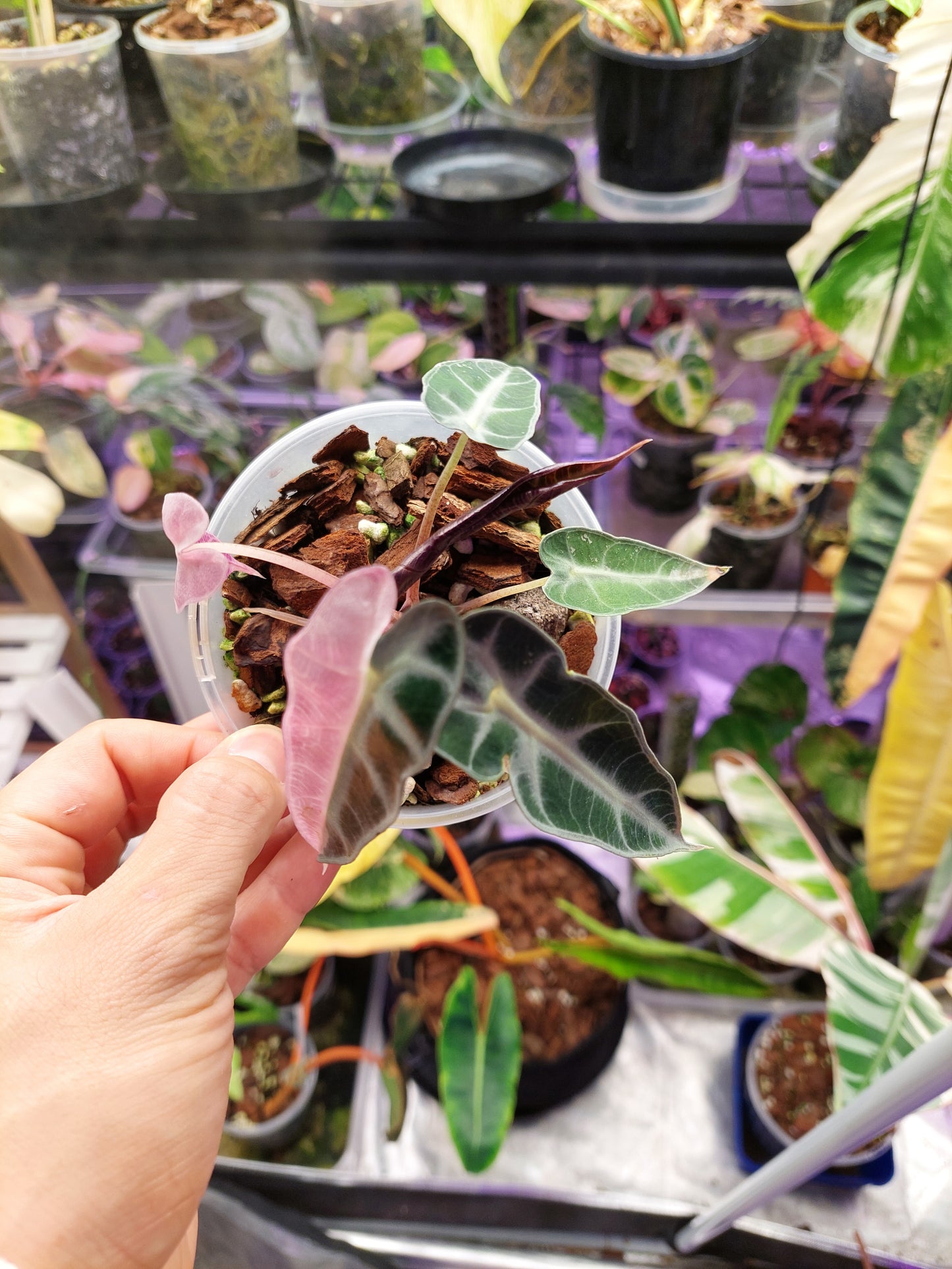 Alocasia Bambino Variegated #A