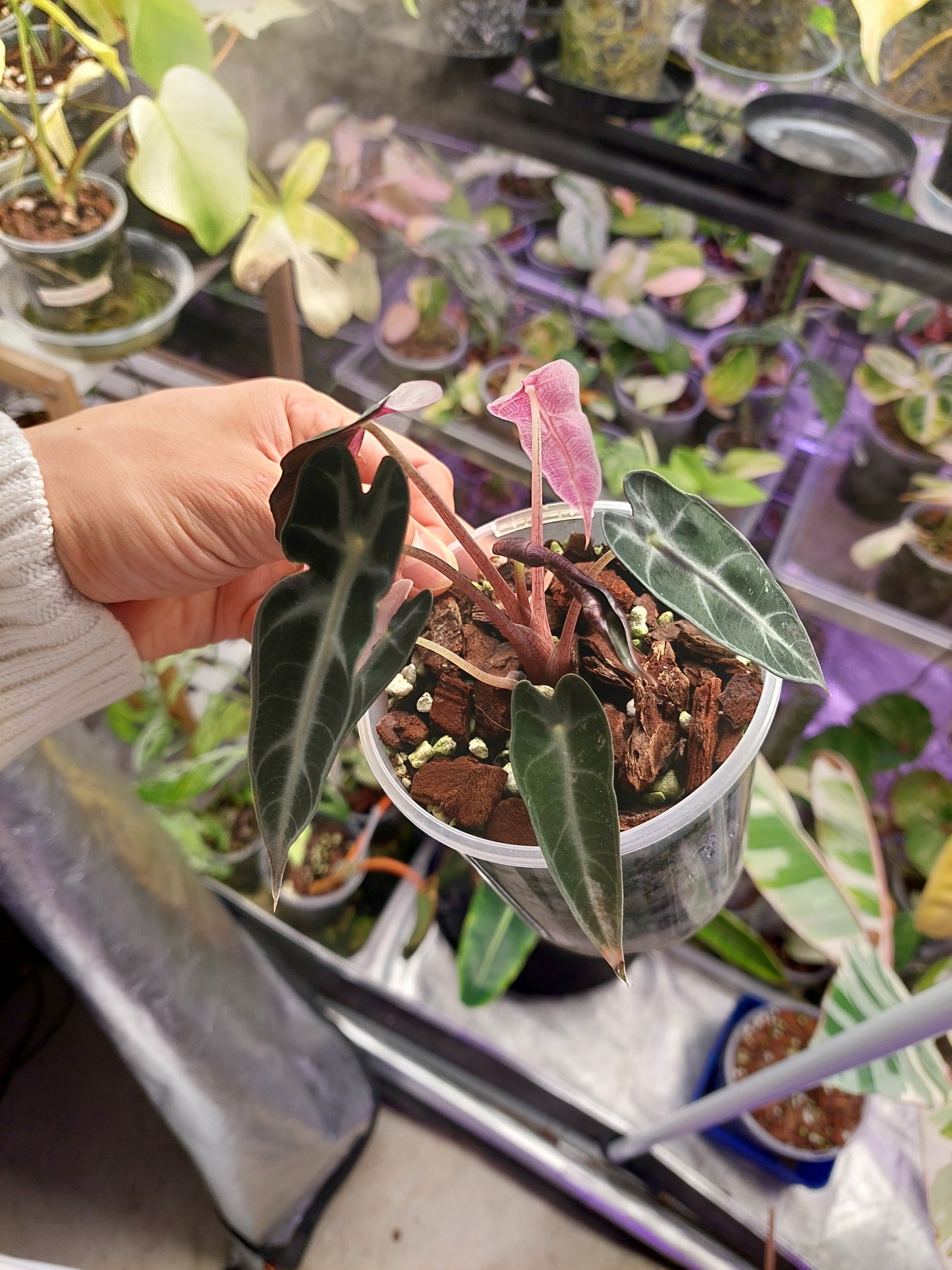 Alocasia Bambino Variegated #A