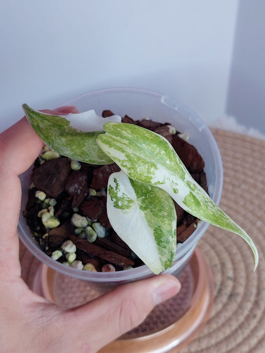 Alocasia Sarian Variegated - A
